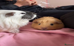 Guinea Pig rodents for sale: Bonded pair of guinea pigs  - Image 6