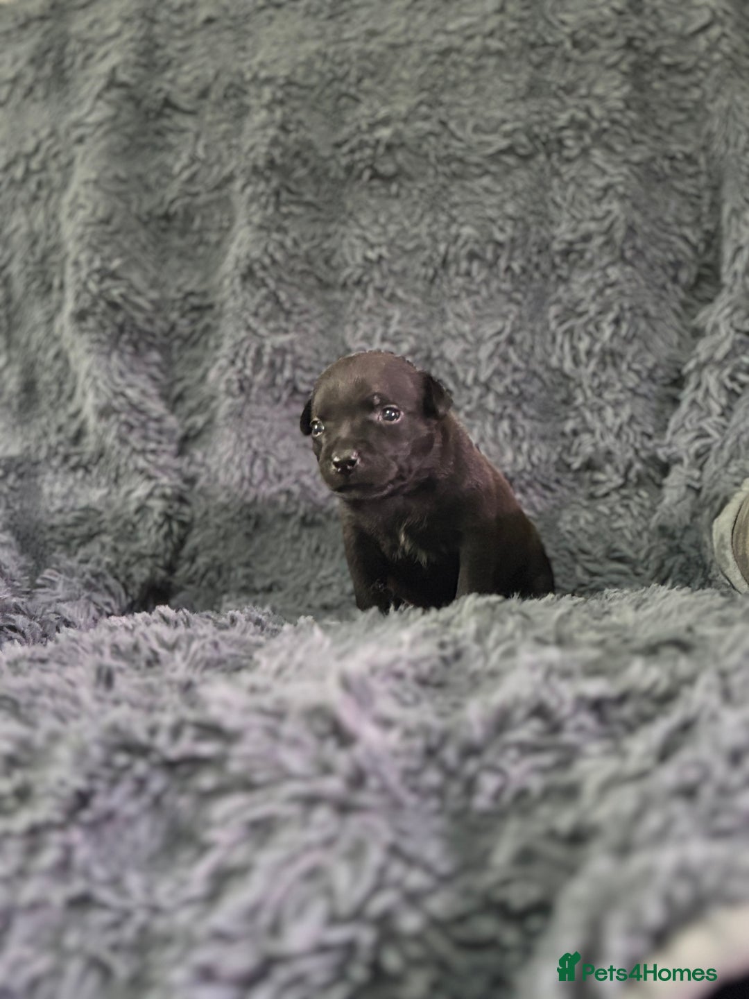 Staffordshire Bull Terrier dogs for sale: Paws Above The Rest  - Image 20