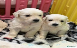 Golden Retriever dogs for sale: Exceptional litter of kc healthy golden retrievers - Image 1