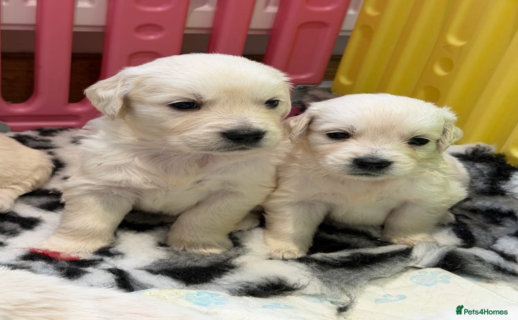 Golden Retriever dogs - Advert 3