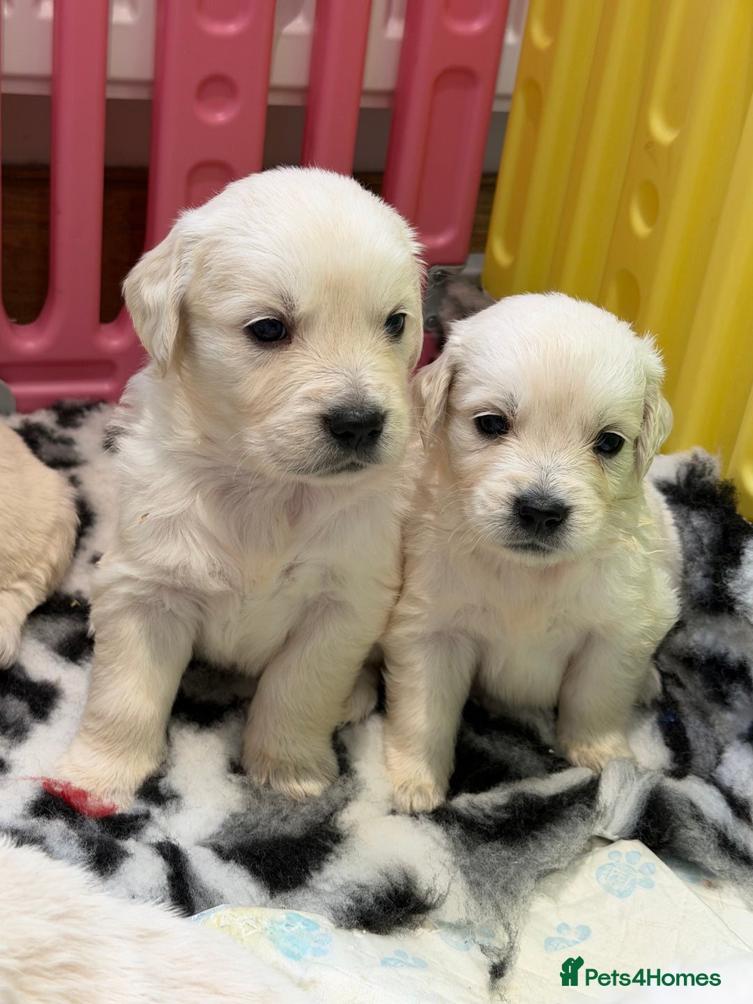 Golden Retriever dogs for sale: Exceptional litter of kc healthy golden retrievers - Image 1