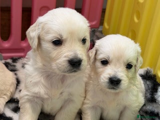 Golden Retriever dogs Exceptional litter of kc healthy golden retrievers - Advert 7