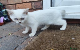 British Shorthair cats for sale: British short hair pure breed - Image 5