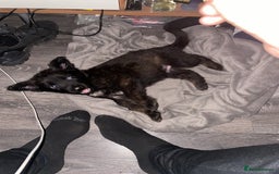 Mixed Breed dogs for sale: German shepherd x Dutch shepherd  - Image 2
