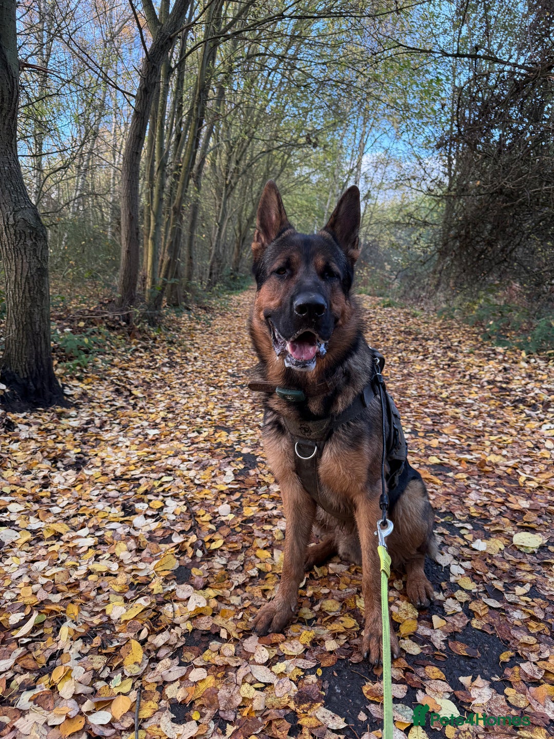 German Shepherd dogs for stud: STUD Only German Shepherd - Advert 4