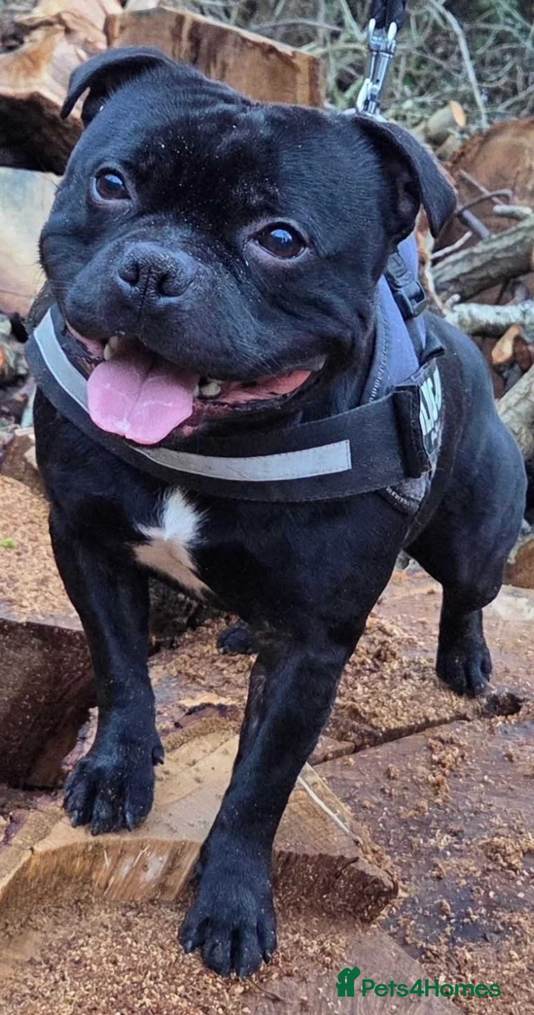 Staffordshire Bull Terrier dogs for sale: Geministaffs zee & maximus (4⭐️licensed breeders) - Advert 17