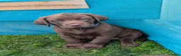 Labrador Retriever dogs for sale: Chocolate labrador retrievers  - Advert 17