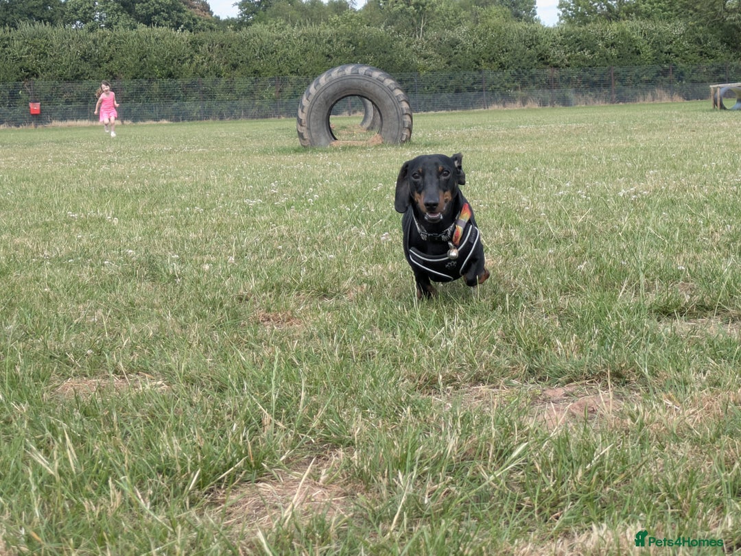 Miniature Dachshund dogs for sale: Energetic 2 year old minature dachshund  - Image 4