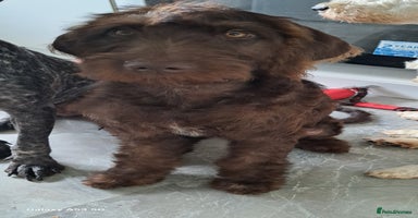 Mixed Breed dogs in Cumnock - Advert 12