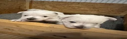 West Highland Terrier dogs for sale: Beautiful Westie boys for sale - Advert 4