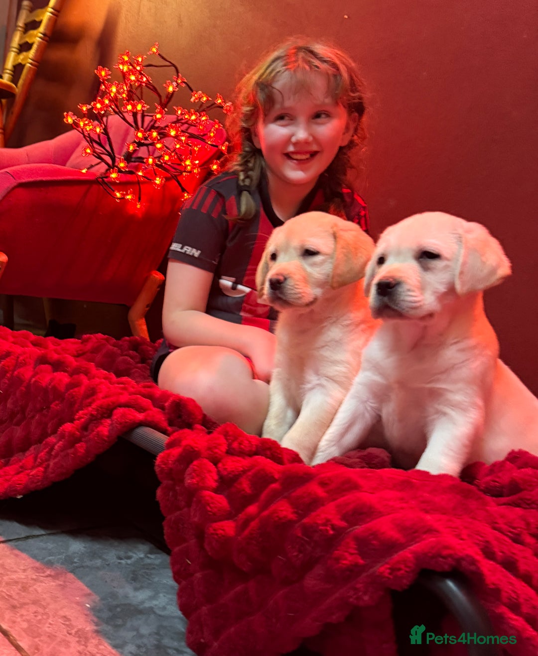 Golden Retriever dogs for sale: Health Tested, champion bloodlines Great with Kids - Advert 17