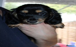 Miniature Dachshund dogs for sale: Black cream and black tan  - Image 11