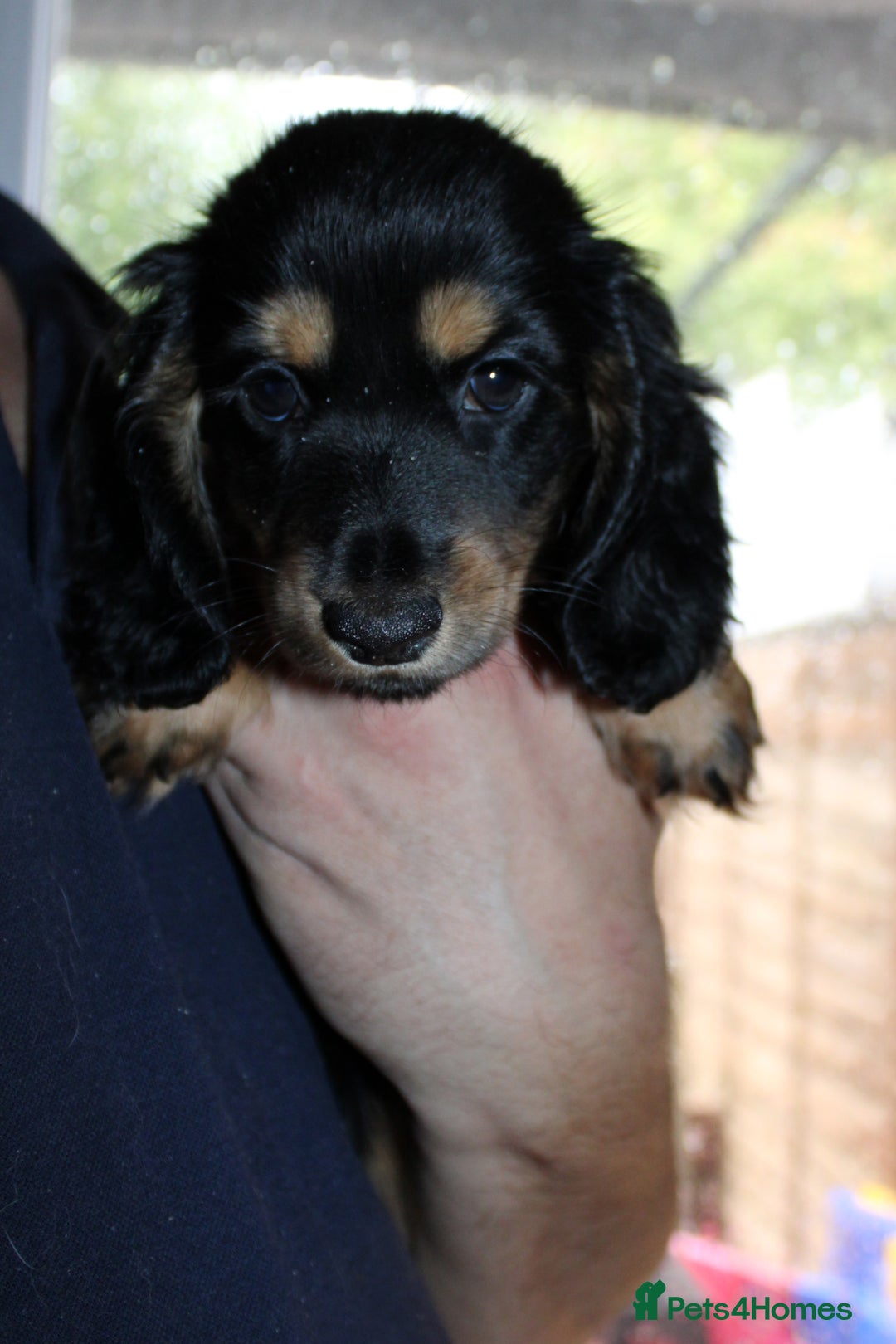 Miniature Dachshund dogs for sale: Black cream and black tan  - Image 11