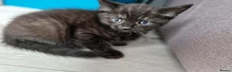 Mixed Breed cats for sale: Kittens - Advert 15