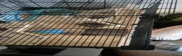 Hamster rodents for sale: Robo hamster  - Advert 1