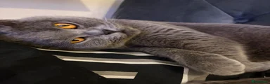 British Shorthair 1