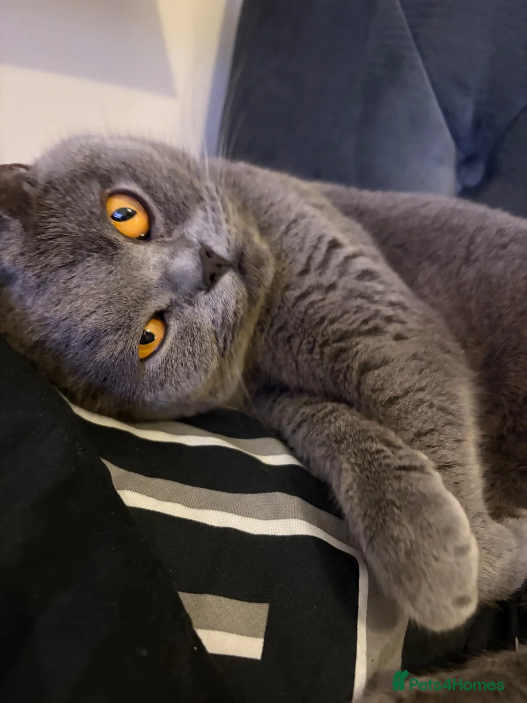 British Shorthair cats for sale: Maya  - Advert 2