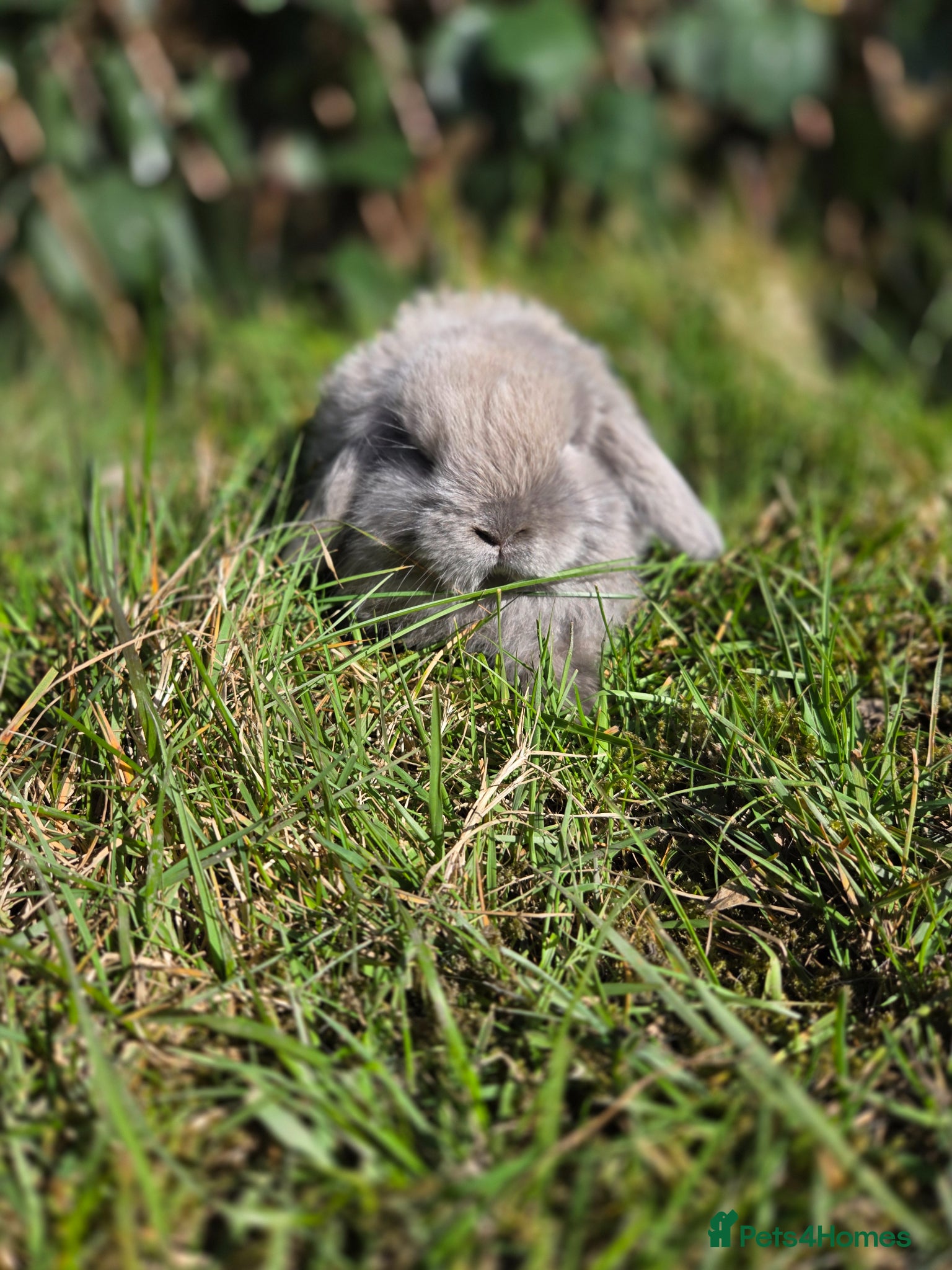 Mini Lop rabbits PURE MINI LOP BUNNIES  - Advert 13