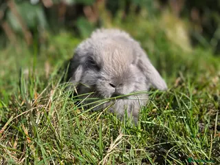 Mini Lop rabbits PURE MINI LOP BUNNIES - Advert 13