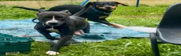 Mixed Breed dogs for sale: Athena x Ares Puppies – Not for Everyone in Manchester - Advert 5
