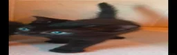 Domestic Shorthair cats for sale: Black Kittens For Sale  - Advert 5