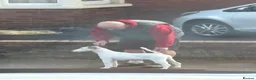 Fox Terrier dogs for sale: Smooth fox terrier puppy’s  - Advert 3