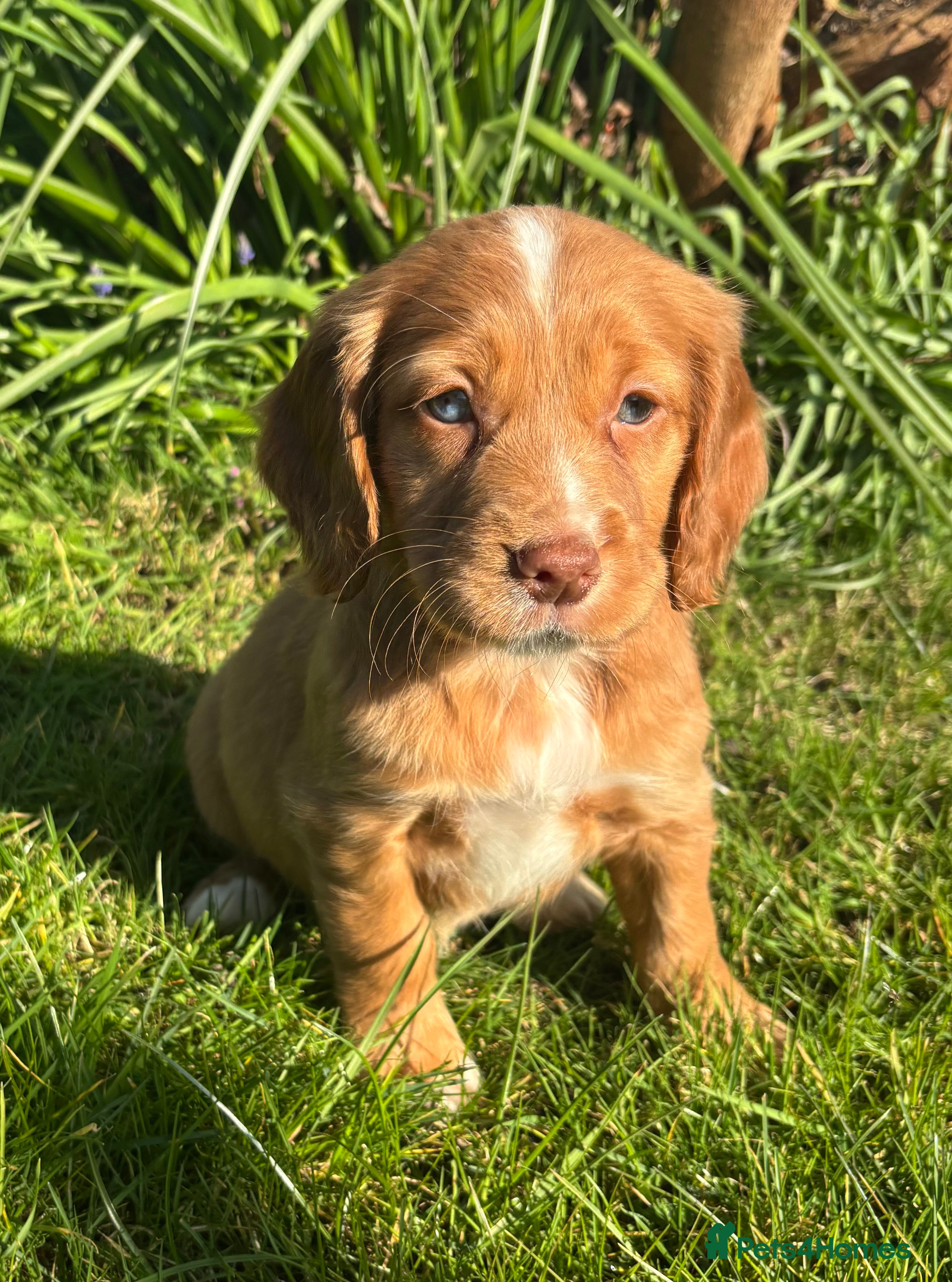 Cocker Spaniel dogs ❗️5 cocker spaniel puppies looking for new home ❗️ - Advert 1