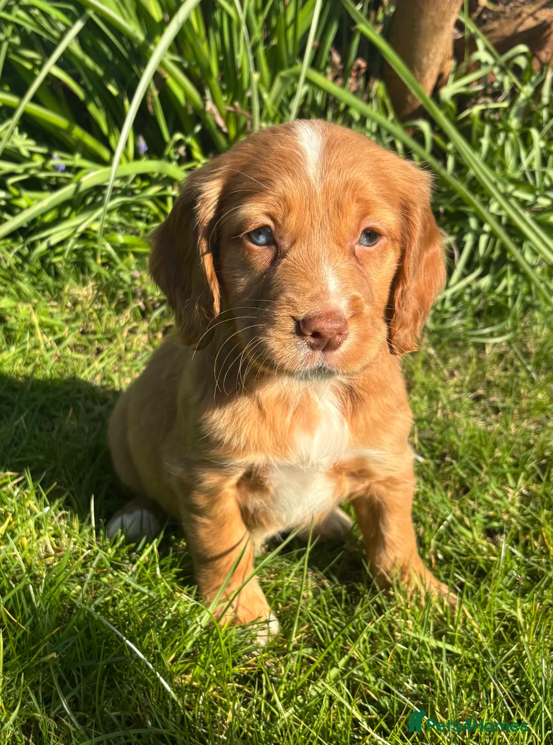 Cocker Spaniel dogs for sale: ❗️5 cocker spaniel puppies looking for new home ❗️ - Advert 1