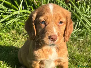 Cocker Spaniel dogs ❗️5 cocker spaniel puppies looking for new home ❗️ - Advert 1
