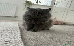 Persian cats for sale: Persian male and female &kittens  - Image 9