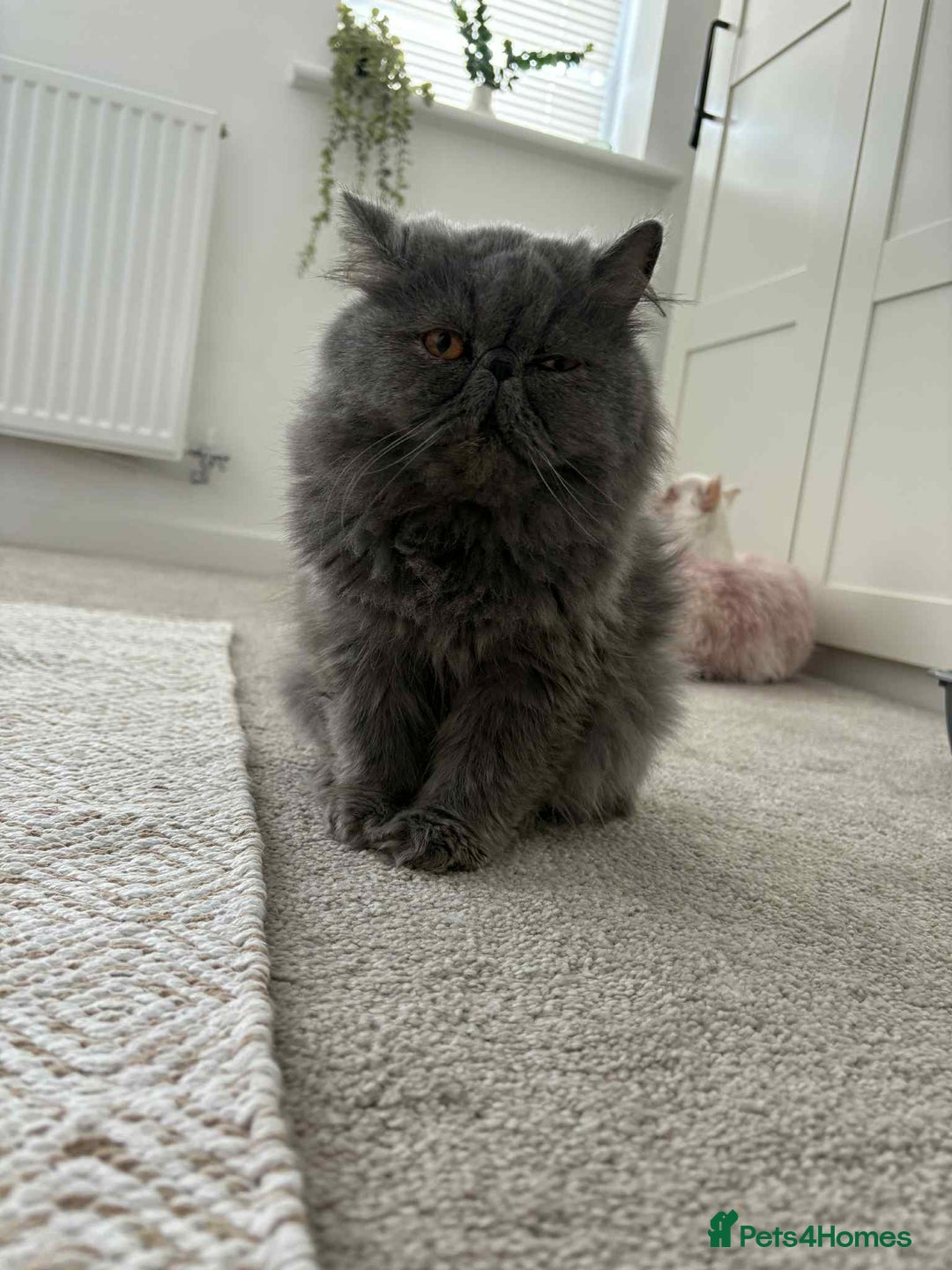 Persian cats for sale: Persian male and female &kittens  - Image 9