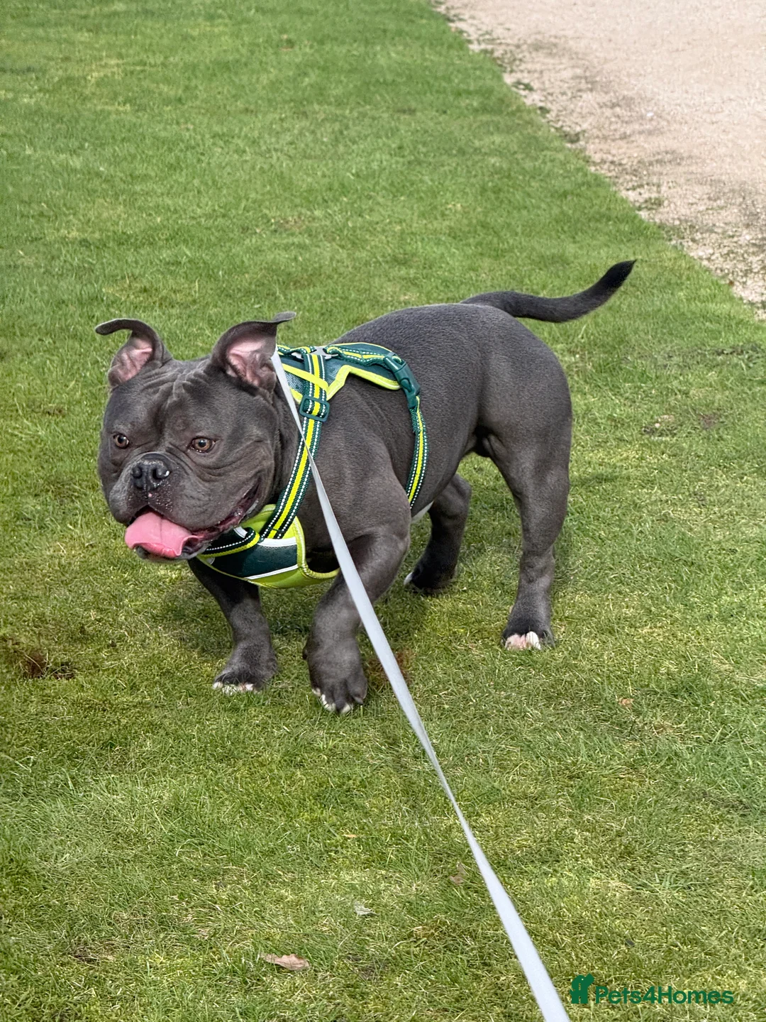 American Bully dogs for stud: Quality American Bully Stud ABKC REGISTERED  - Advert 2
