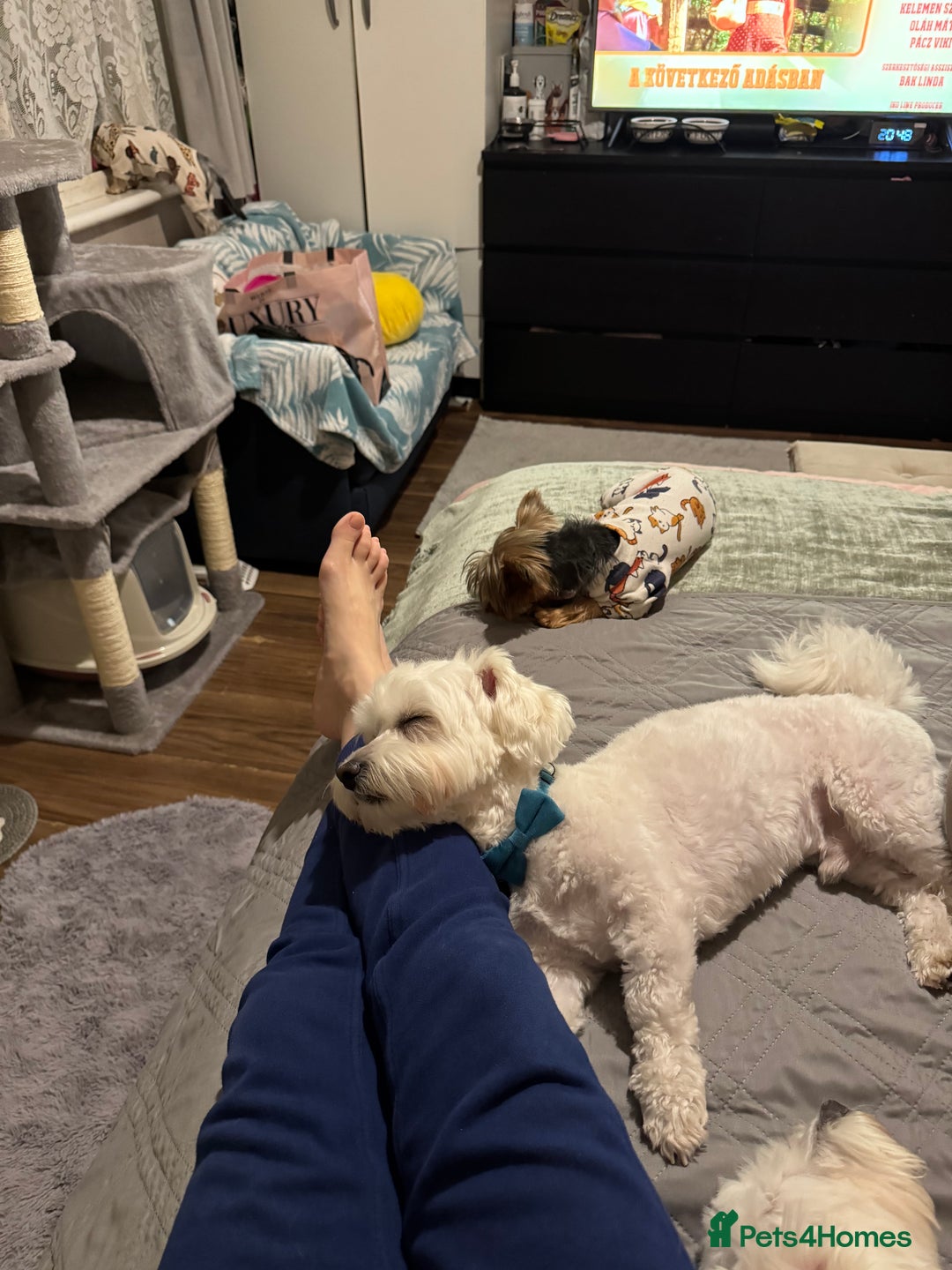 Maltese dogs for sale: Male puppy  - Advert 7