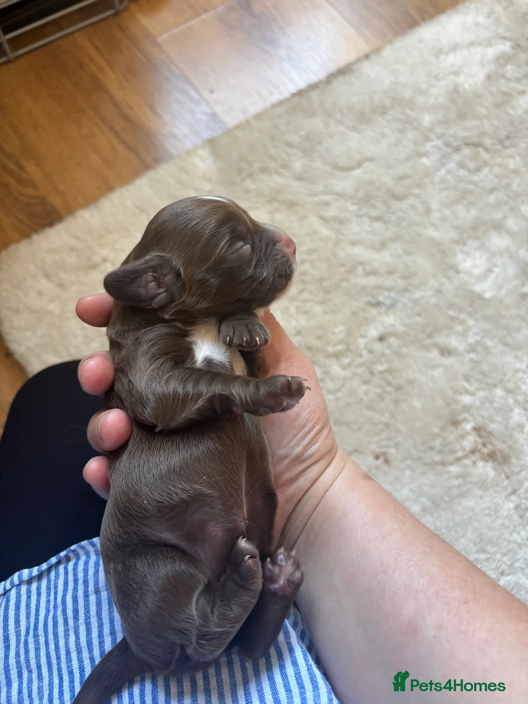 Cocker Spaniel dogs for sale: Chucky Spaniel Pups  - Advert 2