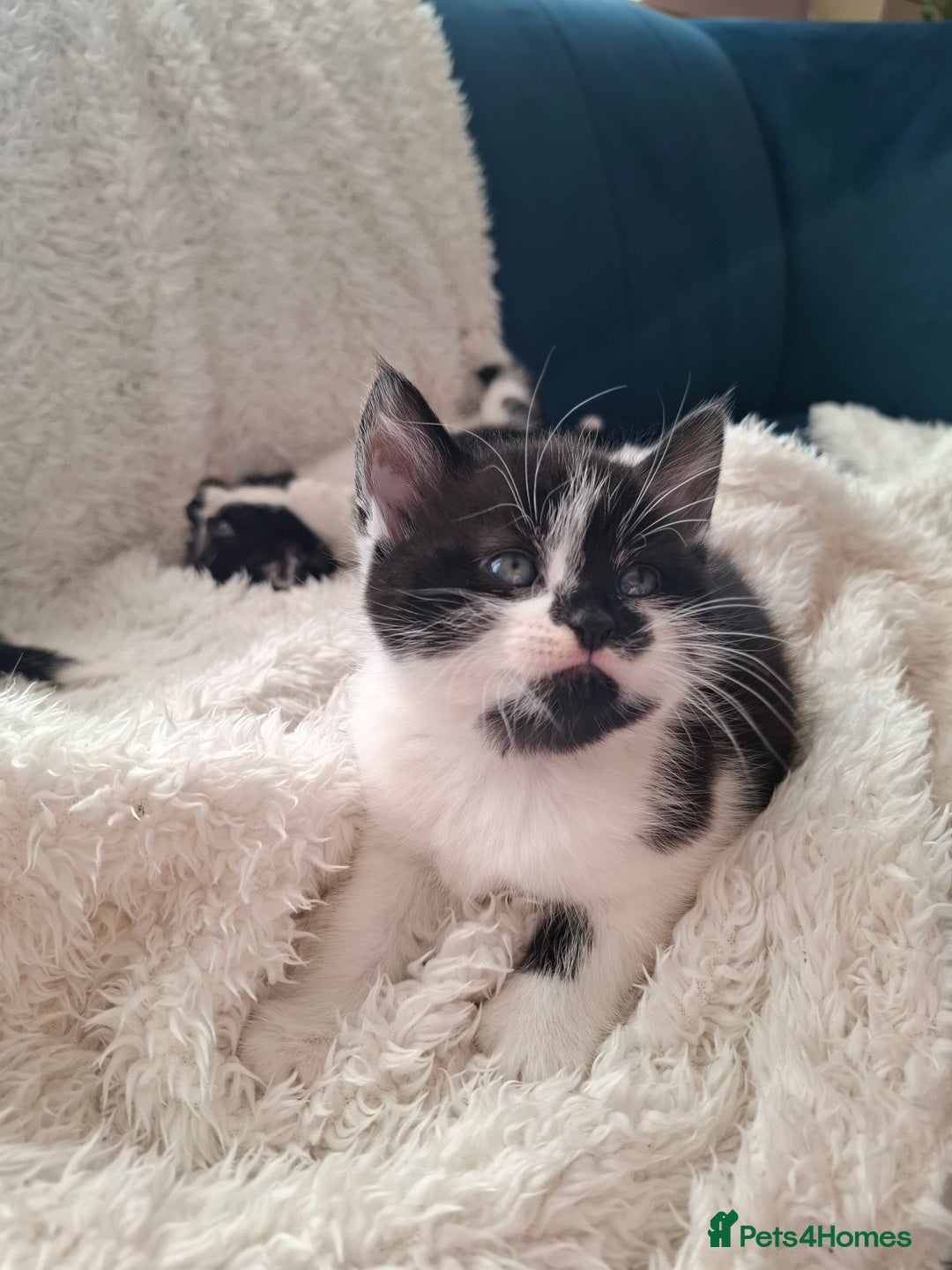 Mixed Breed cats for sale: Tabby/British short hair - Advert 22