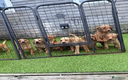 Labrador Retriever dogs for sale: Stunning kc registerd fox Red / Golders labradors  - Image 17