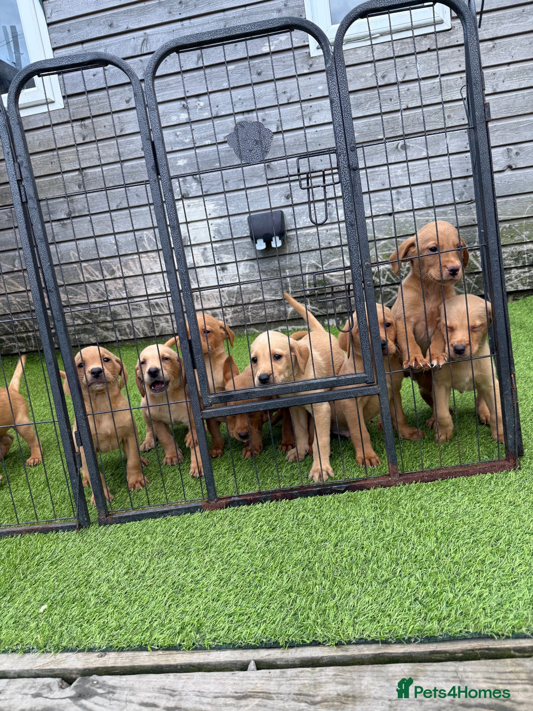 Labrador Retriever dogs for sale: Stunning kc registerd fox Red / Golders labradors  - Image 17