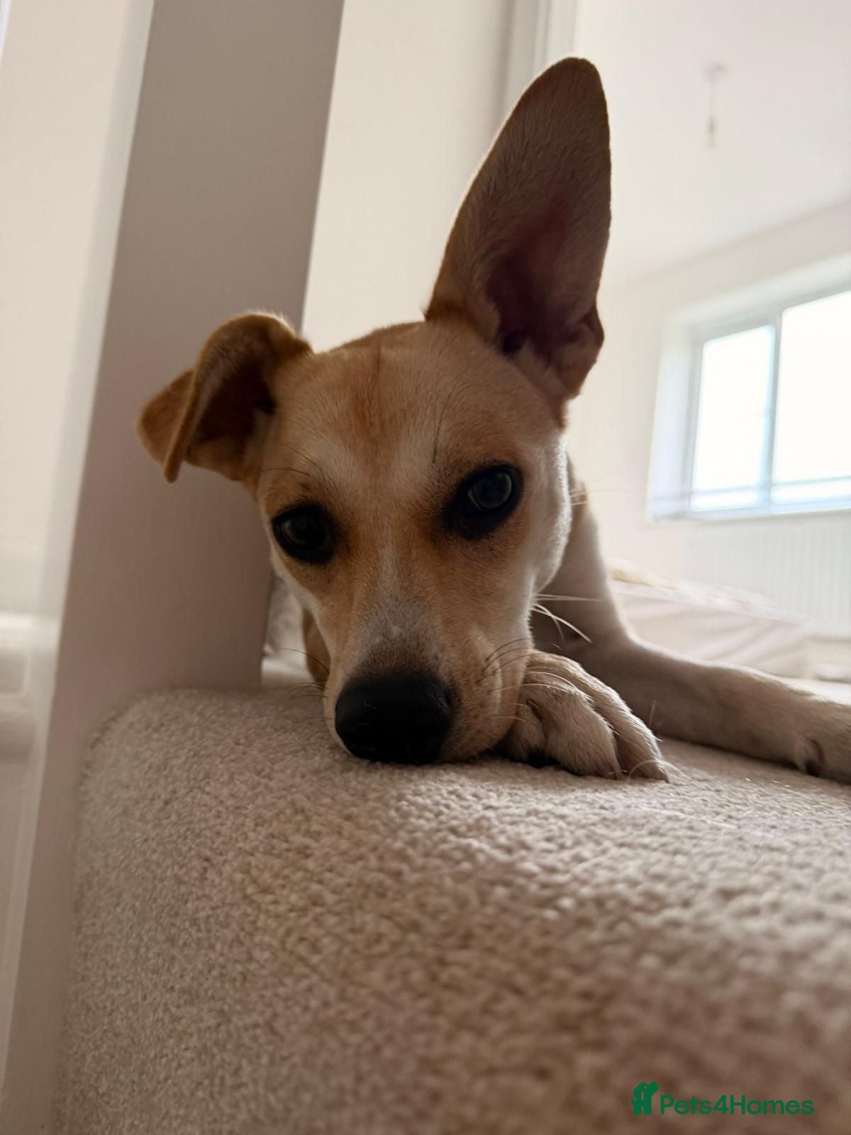 Mixed Breed dogs ❤️Caramel❤️ 10-month-old lower-medium awesome girl - Advert 2