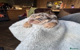 English Bulldog dogs for sale: Beautiful English Bulldog Puppies - Image 13