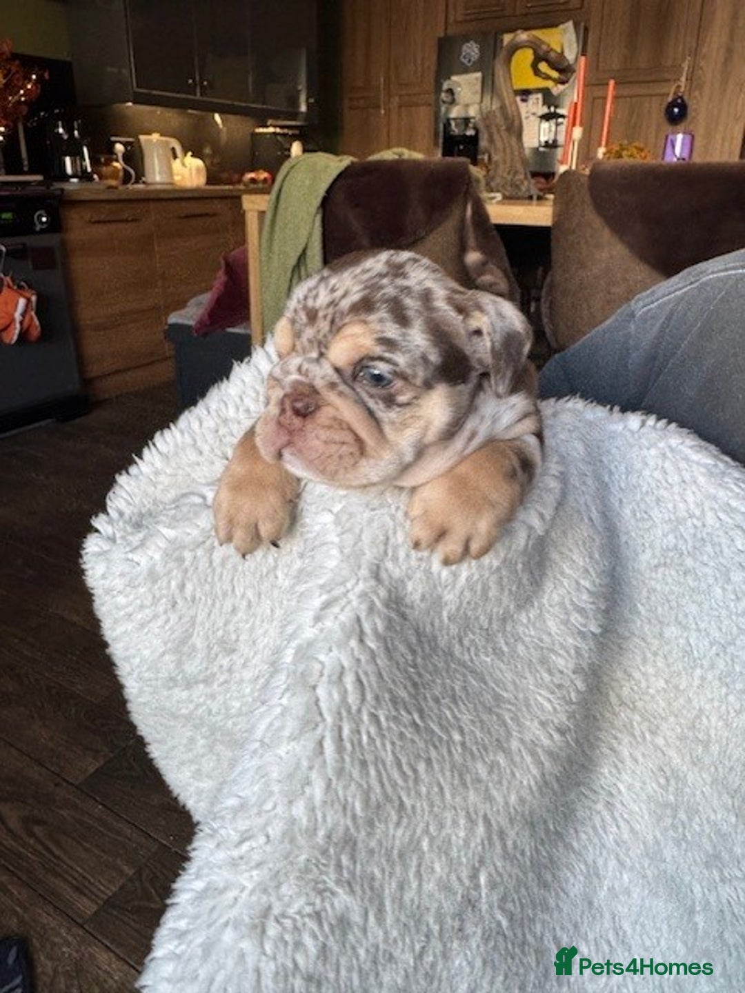 English Bulldog dogs for sale: Beautiful English Bulldog Puppies - Image 13