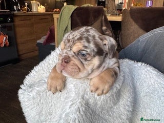 English Bulldog dogs - Advert 3