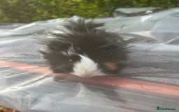 Guinea Pig rodents for sale: 2 male guinea pigs for sale  - Image 4