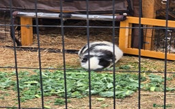 Guinea Pig rodents for sale: Moving House - Not with Piggies  - Image 1