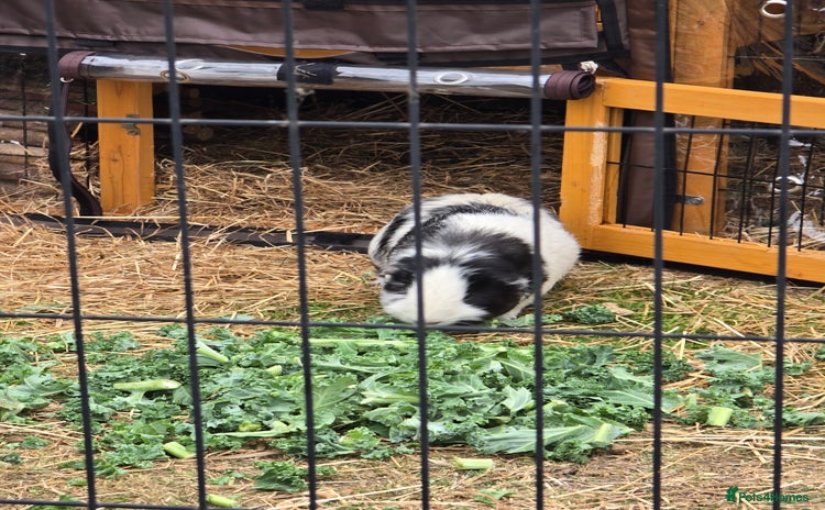 Guinea Pig rodents - Advert 8