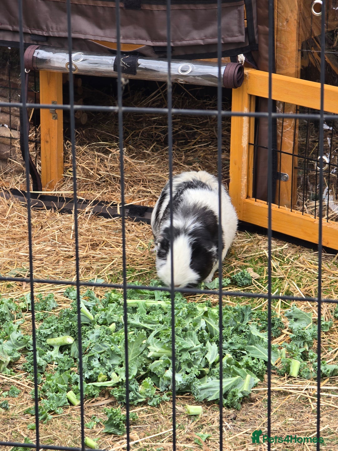 Guinea Pig rodents for sale: Moving House - Not with Piggies  - Image 1
