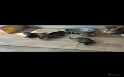 Bengal cats for sale: Bengal cubs for sale  - Image 15
