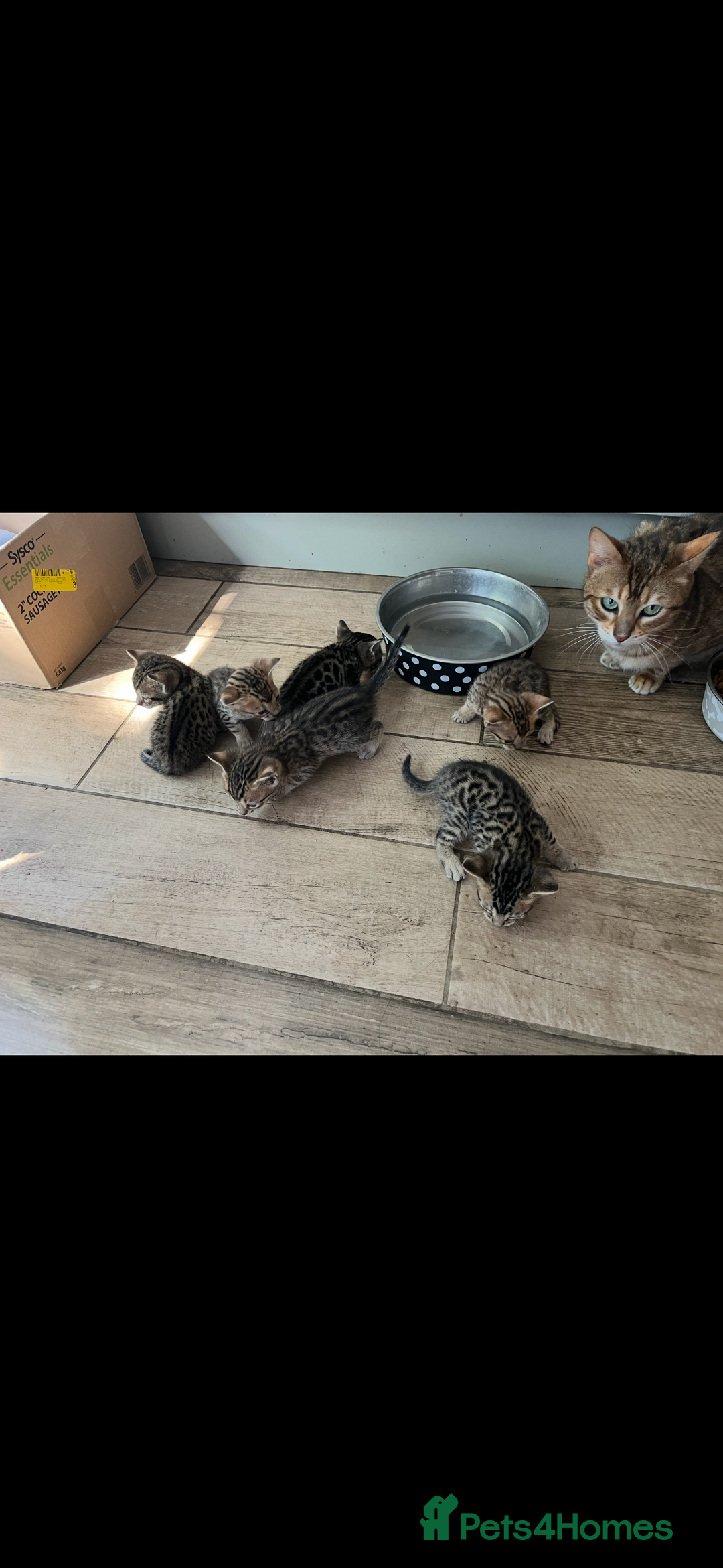 Bengal cats for sale: Bengal cubs for sale  - Image 15