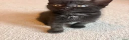 Domestic Shorthair cats for sale: Kittens for sale  - Advert 10