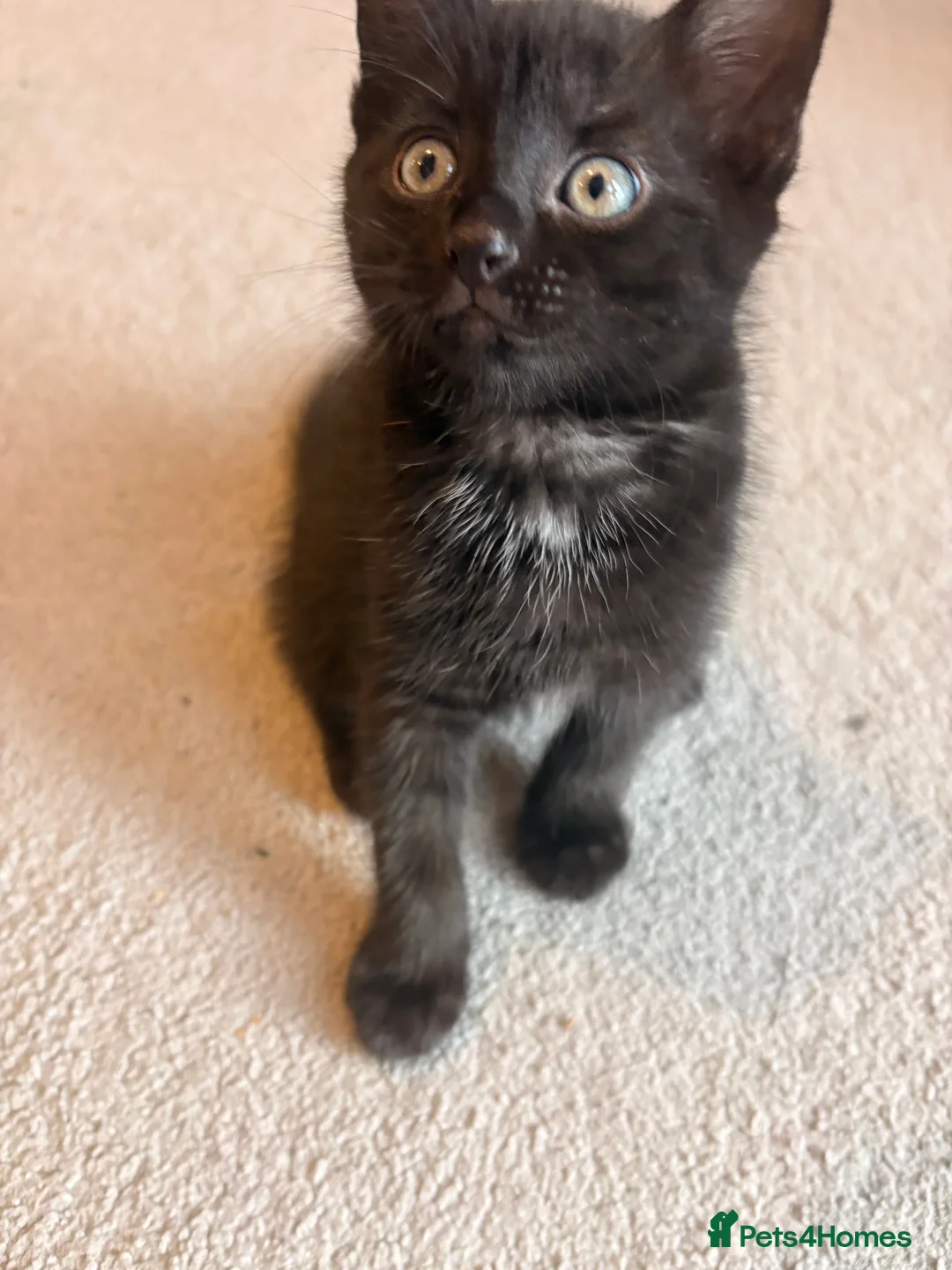 Domestic Shorthair cats for sale: Kittens for sale  - Advert 10