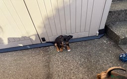 Jack Russell dogs for sale: Beautiful Jack Russell Puppies - Image 13